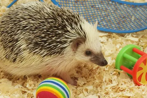 Mały jeż eksploruje swoje terrarium dla jeża, otoczony zabałkami i ściółką.
