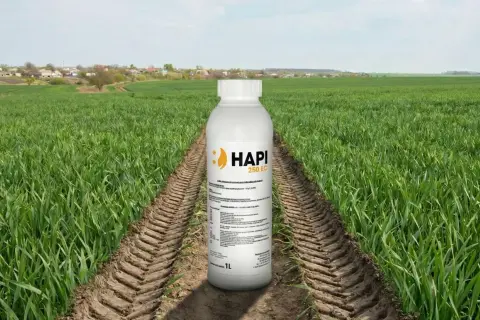 Butelka środka ochrony roślin HAPI 250 EC na tle pola zboża, gdzie pospolity chwast zbożowy stanowi problem.