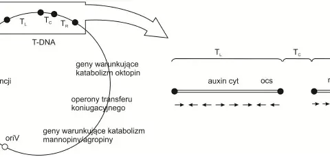 Co to jest wektor w biologii i jak zmienia genetykę organizmów?