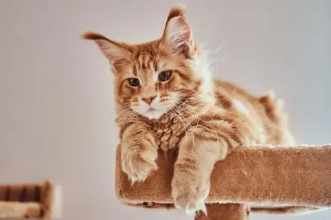 Cómo llamar a un gato: técnicas efectivas que realmente funcionan