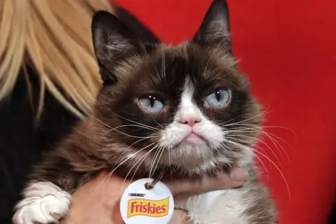 Kot o charakterystycznym, zrzędliwym wyrazie pyszczka, przypominający rasę grumpy cat, z niebieskimi oczami i obrożą Friskies.