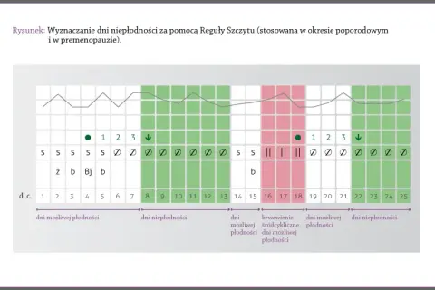 Owulacja po okresie? Jak obliczyć dni płodne i rozpoznać objawy