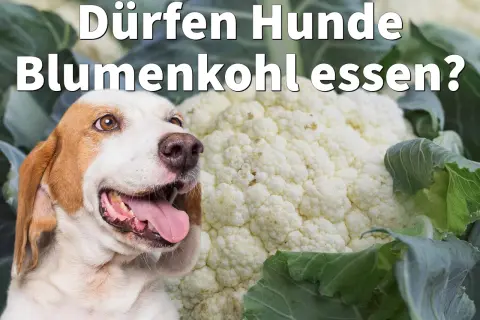 Ein Hund schaut neugierig auf einen großen Blumenkohl. Die Frage "Dürfen Hunde Blumenkohl essen?" wird gestellt.