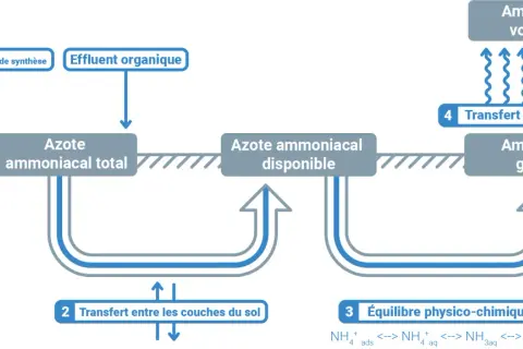 Schéma du cycle de l'azote dans le sol, montrant l'impact des engrais et effluents sur l'azote ammoniacal et son transfert vers l'atmosphère.