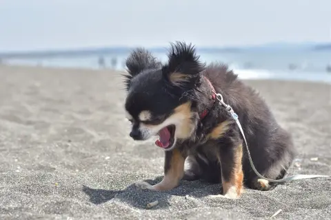 Chihuahua negro y canela en la playa, con la boca abierta, parece que mi perro estornuda mucho.