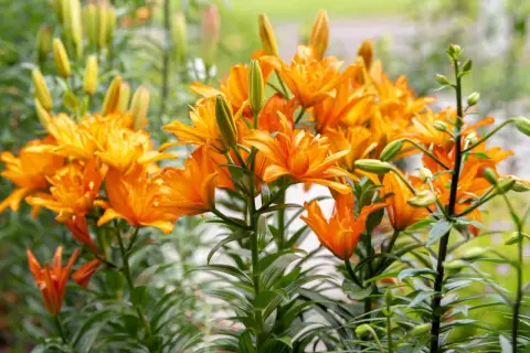 En grupp lysande orange asiatiska liljor blommar i trädgården, med många knoppar som väntar på att slå ut.