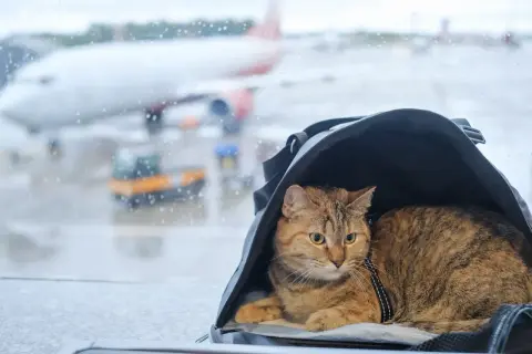 Kot w torbie podróżnej czeka na lotnisku, za oknem widać samolot.