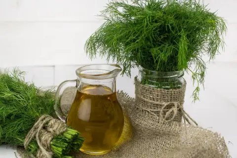 Frischer Dill, ein Symbol für Wohlbefinden, wird oft in der Schwangerschaft empfohlen. Hier ist Dill in der Schwangerschaft mit Öl dargestellt.