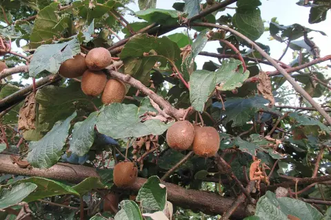Frutti di kiwi maturi pendono dai rami, pronti per essere raccolti. Le foglie verdi creano uno sfondo lussureggiante.