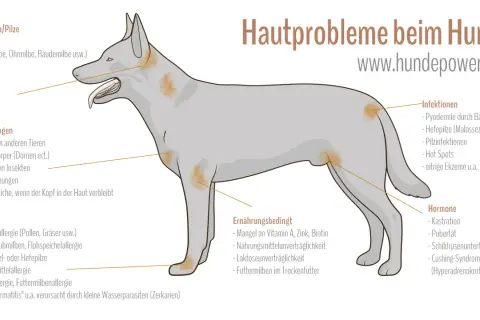 Hautprobleme beim Hund: Milbenallergie kann durch Hausstaubmilben oder Futtermilben ausgelöst werden, was zu Hautirritationen führt.