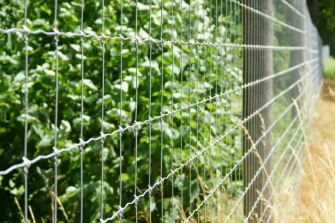 Metalowe ogrodzenie leśne z drutu kolczastego, oddzielające gęsty zielony las od suchej trawy.