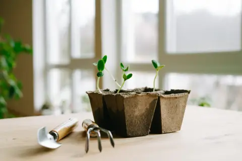 Små plantor växer i torvkrukor på ett träbord, redo att planteras ut. Bredvid står en liten trädgårdsspade och en minigrepa, som om de väntar på att få hjälpa till med en plantlampa.
