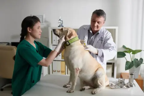 Veterinario Algeciras: Encuentra la mejor atención para tu mascota