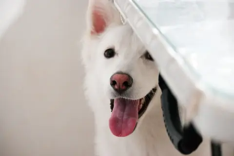 Biały pies z wystawionym językiem patrzy zza białej zasłony.