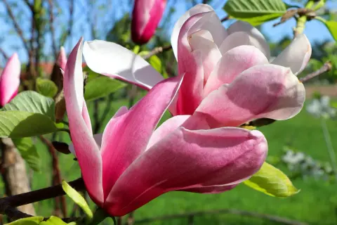 En vacker magnolia blomma i full blom, med rosa och vita kronblad som sträcker sig mot en blå himmel.