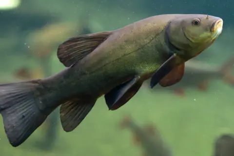 Eine grüne Schleie mit kleinen Barteln schwimmt im trüben Wasser.