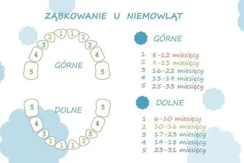 Kiedy dziecku wychodzą 6 zębów? Poznaj ważne informacje o ząbkowaniu