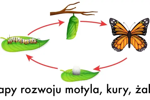 Rozmnażanie motyli: Jak wygląda cudowna metamorfoza?
