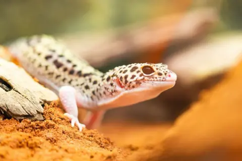 Gekon lamparci: Jak wybrać i urządzić idealne terrarium?