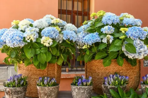Deux grands paniers tressés débordent de magnifiques hortensias bleus et blancs. Des petites fleurs bleues en boutons ornent les pots en premier plan.