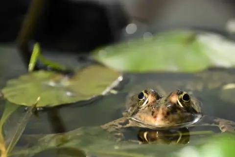 Une grenouille aux yeux dorés émerge de l'eau, entourée de nénuphars. Comment faire fuir les grenouilles de mon bassin ?