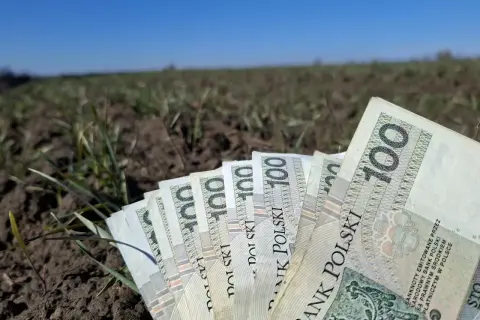 Polskie banknoty 100 zł leżące na ziemi z młodymi pędami roślin.