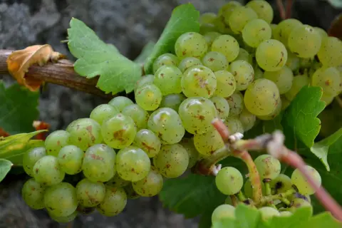 Gröna vindruvor hänger i klasar, med några bruna fläckar. Dessa vindruvor nyttigt är en frisk och god frukt.