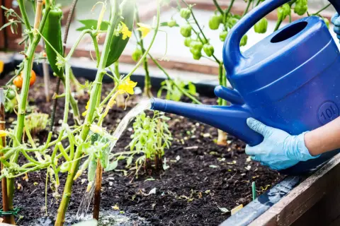 Gartensaison: Gurken brauchen Regenschutz, daher wird mit einer blauen Gießkanne gewässert.