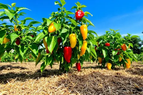 Une plantation de poivrons rouges et jaunes mûrs sous un ciel bleu éclatant. Les plants sont recouverts de fruits colorés, prêts à être récoltés.