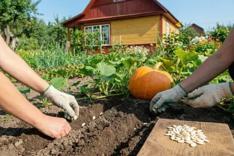 Ręce w rękawiczkach sadzą pestki dyni do ziemi, obok duża dynia i domek. Oto jak przygotować pestki dyni do sadzenia.