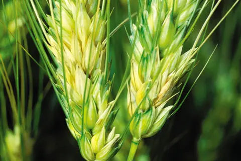 Épis de blé affectés par la fusariose, montrant des zones jaunâtres et brunâtres sur les grains.