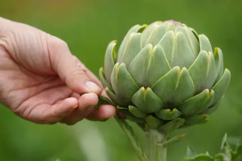 Eine Hand berührt zart die Schuppen einer frisch geernteten Artischocke, die im Garten wächst.