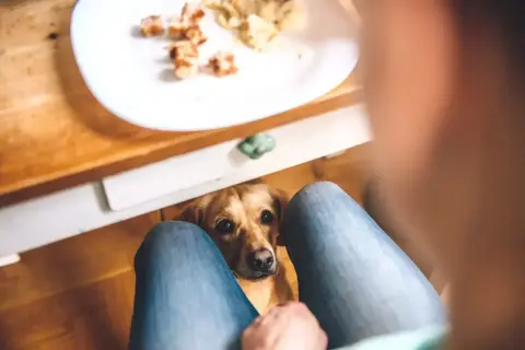 Pies siedzi pod stołem, patrząc błagalnie na talerz z jedzeniem. Zastanawiasz się, czy pies może pić herbatę? Lepiej nie ryzykować.