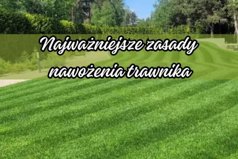 Piękny, zielony trawnik to marzenie każdego. Poznaj najważniejsze zasady nawożenia trawnika, by cieszyć się jego bujnością przez cały rok.