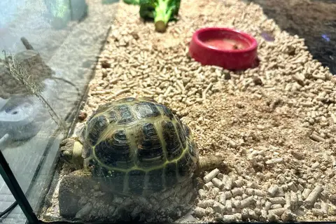 Jak zrobić terrarium dla żółwia – uniknij najczęstszych błędów
