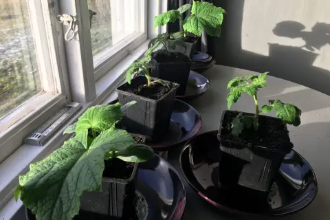 Små plantor, inklusive gurka, växer inomhus vid ett soligt fönster. En termometer visar temperaturen.
