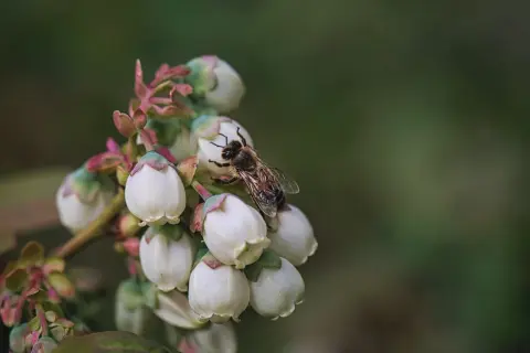 Borówka amerykańska: Kwitnienie, zapylanie i problemy. Poradnik