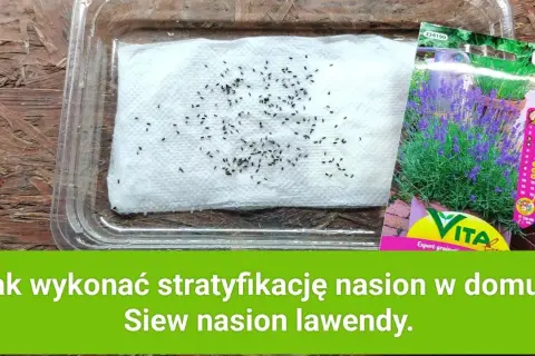 Lawenda kiedy siać - najlepsze terminy siewu i pielęgnacji nasion