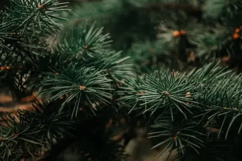 Jak skutecznie wykorzystać igliwie na działce i zadbać o ogród