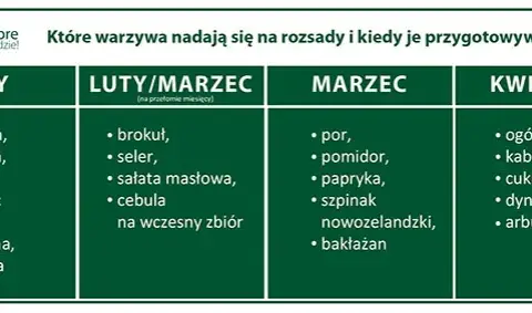 Kiedy siać kapustę na rozsadę? Kalendarz i mocne sadzonki