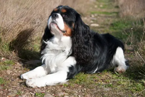 Cavalier king charles spaniel usposobienie: pies leży na trawie, zamyślony, z długimi, jedwabistymi uszami.