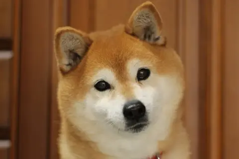 Adorable shiba inu con ojos curiosos. Sus opiniones sobre la vida son siempre positivas y llenas de alegría.