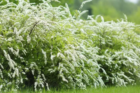En frodig, vitblommande jasminbuske breder ut sig i grönskan.
