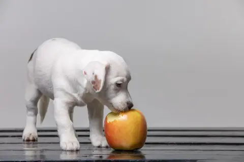 Cachorro blanco con manchas marrones olisquea una manzana roja y amarilla. ¡Los perros pueden comer manzana verde y esta parece ser su primera prueba!