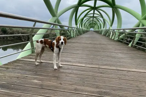 Perro marrón y blanco en el puente del anillo verde Zaragoza, con su estructura tubular verde y pasarela de madera.