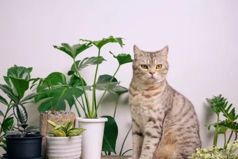 En randig katt sitter bredvid en stor monstera.