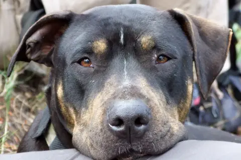 Primer plano de un perro de raza mixta con pelaje negro y marrón, con ojos ambarinos y una expresión tranquila. A pesar de su apariencia, no todos los perros son perros peligrosos.