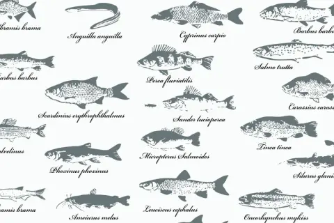 Eine Sammlung von Fischzeichnungen, darunter ein Fisch mit einer auffälligen Nase, der als "Barbus barbus" bezeichnet wird.