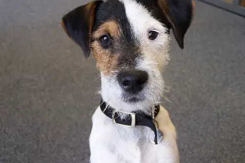 Tresura Jack Russell Terriera: Jak wychować posłusznego JRT?