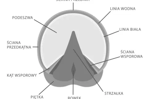 Schematyczny przekrój przez klodę konia z zaznaczonymi elementami: podeszwa, ściany, strzałka, rowek, piętka.